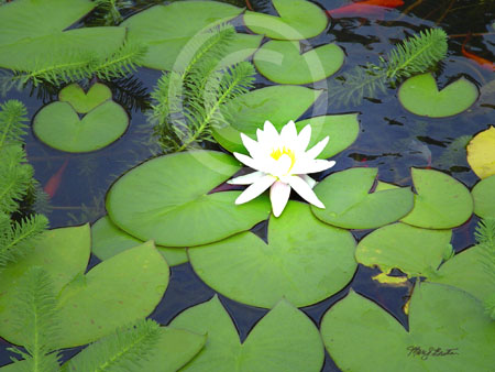 Water Lilies, Jamestown Rhode Island