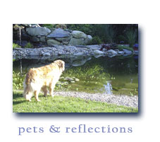 pets & reflections